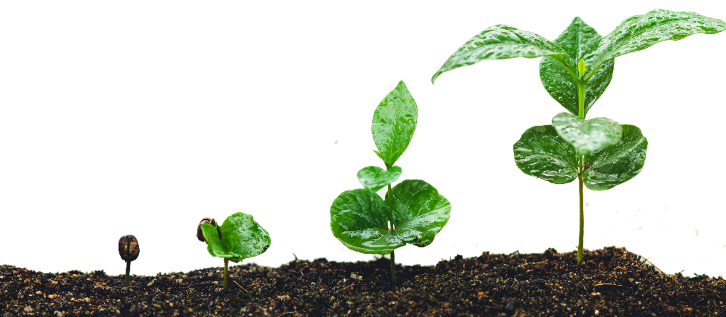 Ontkiemende plantjes in de grond