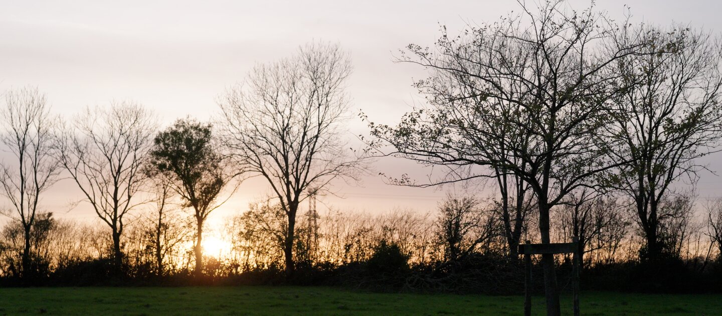 Bomen in weiland met zonsondergang
