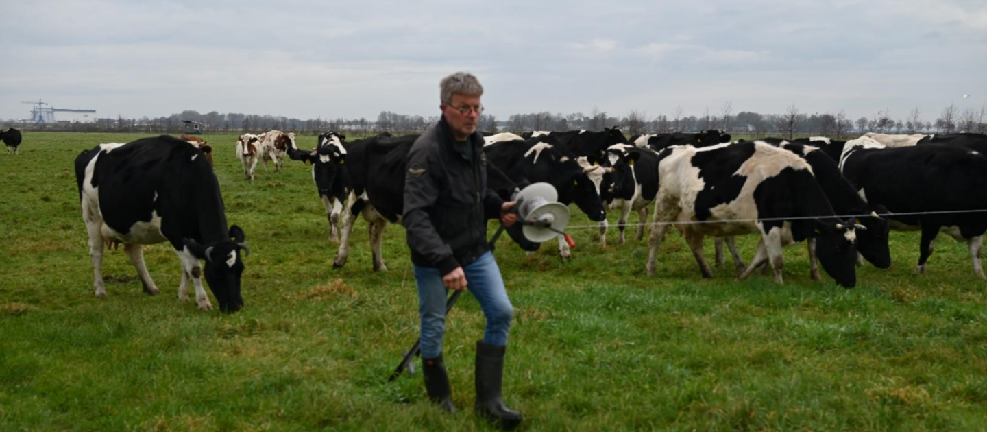 Boer in weiland met koeien