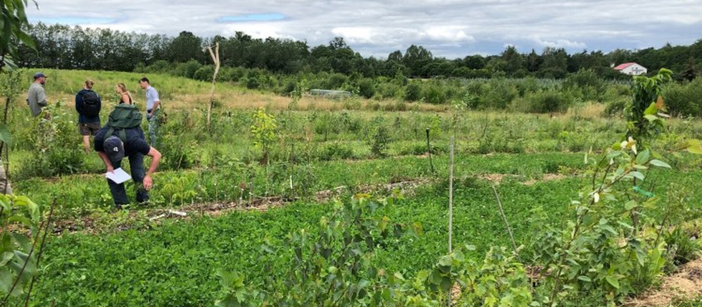 Moestuin omringd door bomen