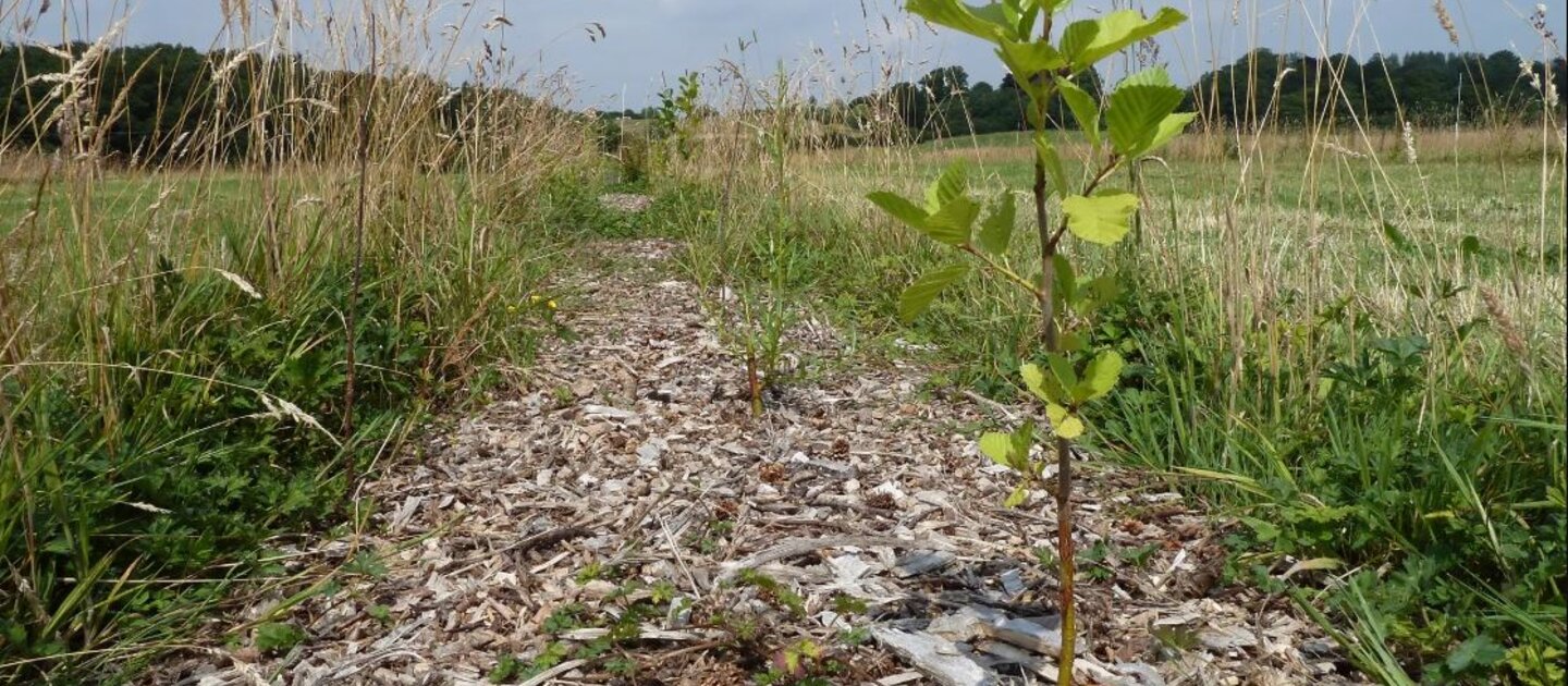 klein boompje in weiland