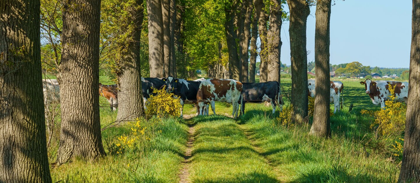 koeien in wei met bomen