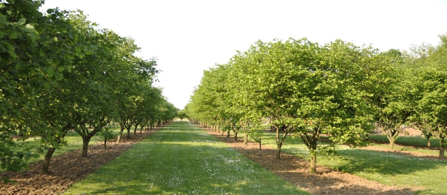 hazelnoten boomgaard
