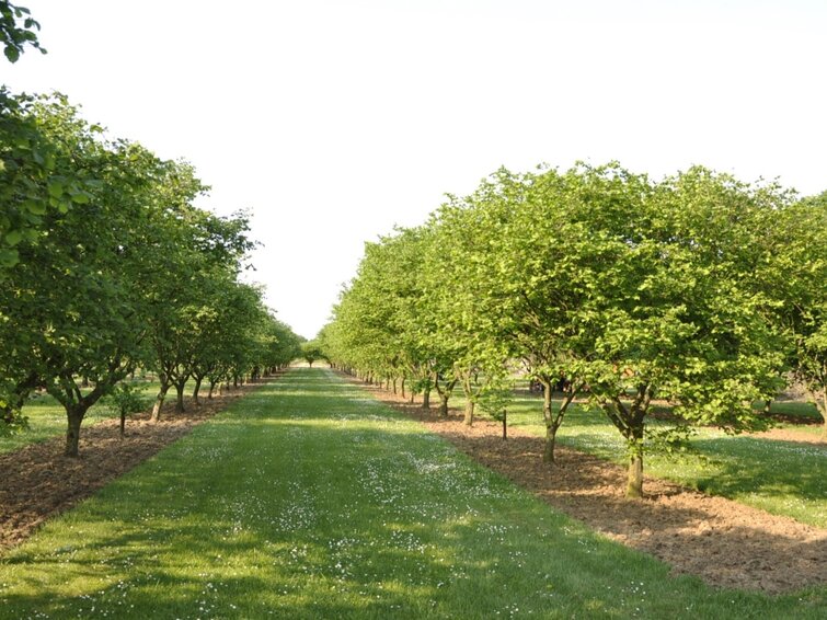 hazelnoten boomgaard