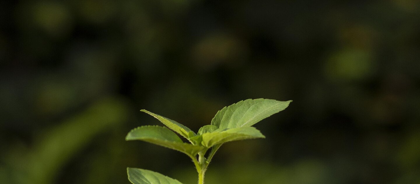 kleine plant