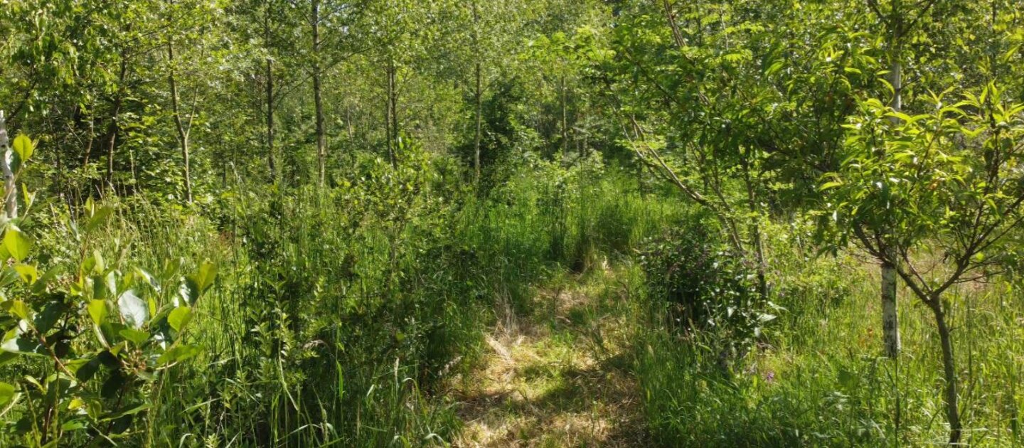 syntropische landbouw bos