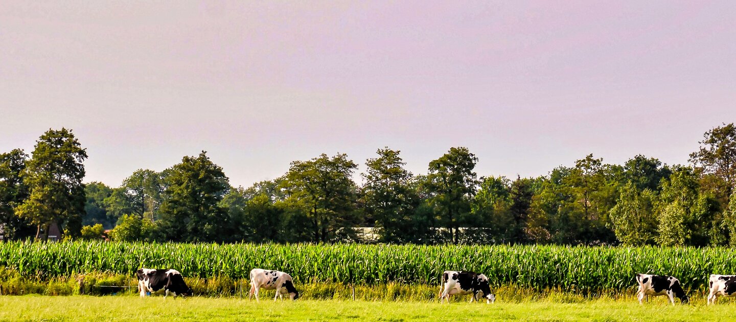 Koeien in wei met mais en bomen