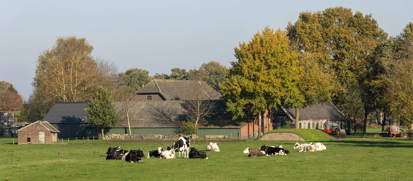 Bomen en koeien in wei