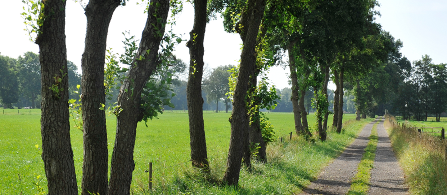 bomen langs pad