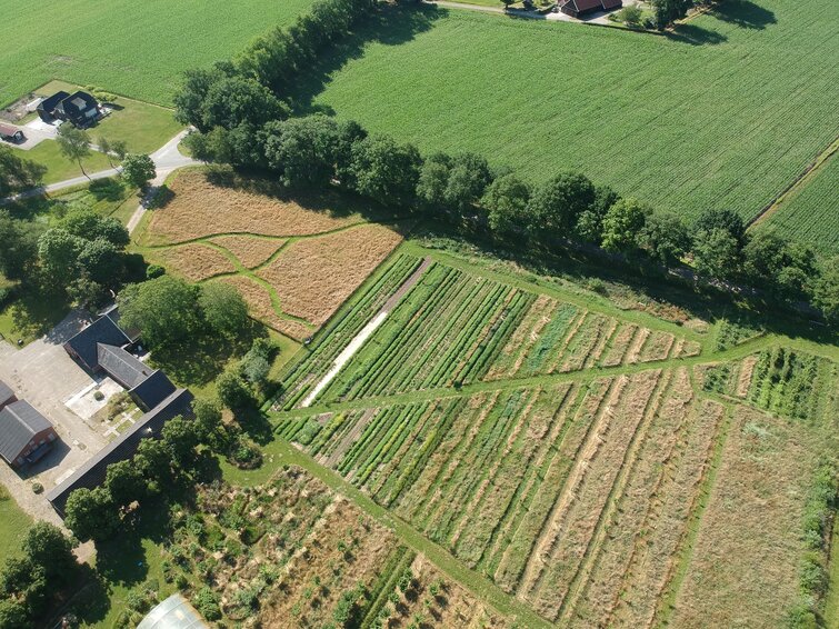 Bovenaanzicht agroforestry in combinatie met akkerbouw 