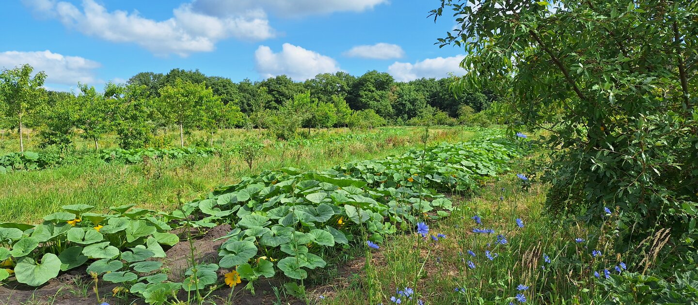 Agroforestry icm. akkerbouw