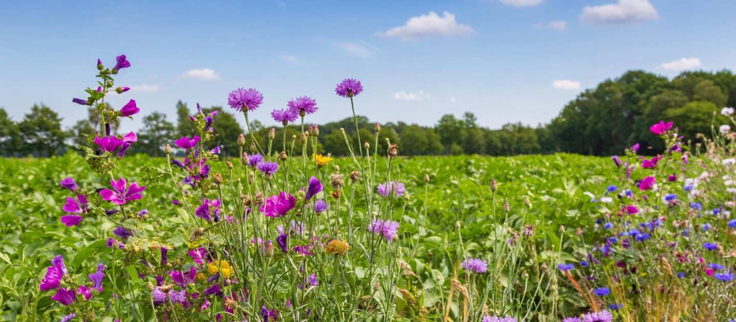 Bloemen bij akker en bomen