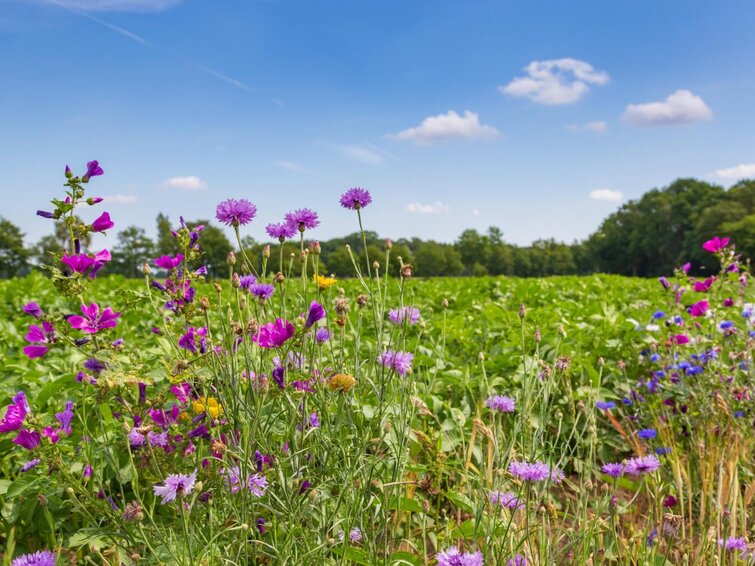 Bloemen bij akker en bomen