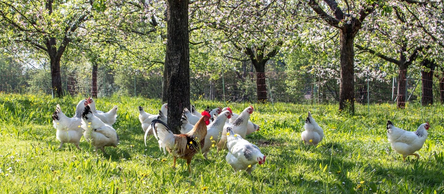 kippen in vrije uitloop met bomen