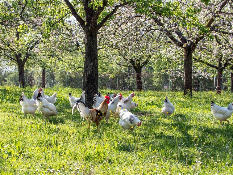 kippen in vrije uitloop met bomen