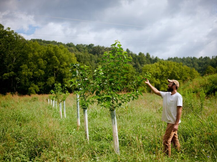 Boer bij jonge aangeplante bomen