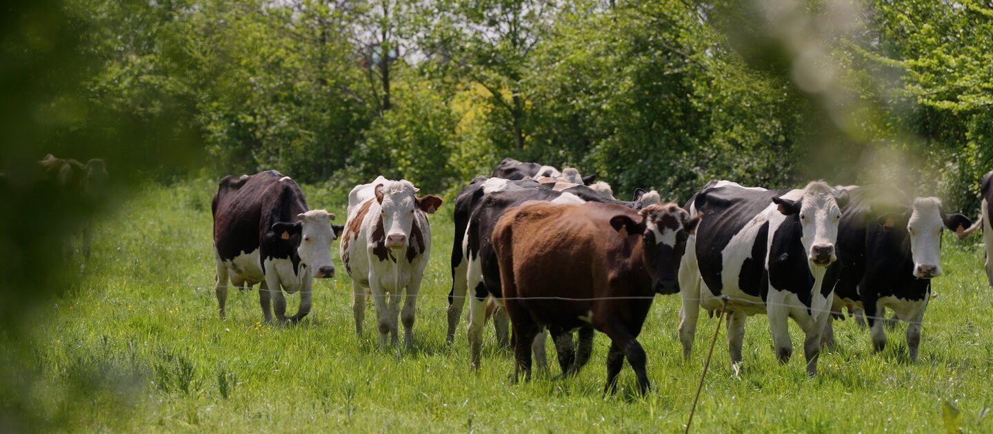 Koeien in wei met bomen