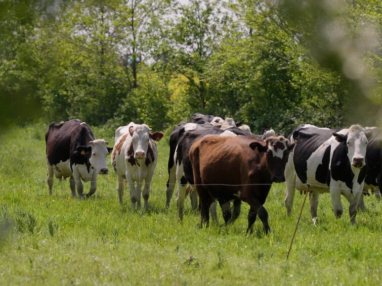 Koeien in wei met bomen