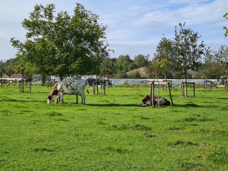 Koeien in schaduw van bomen