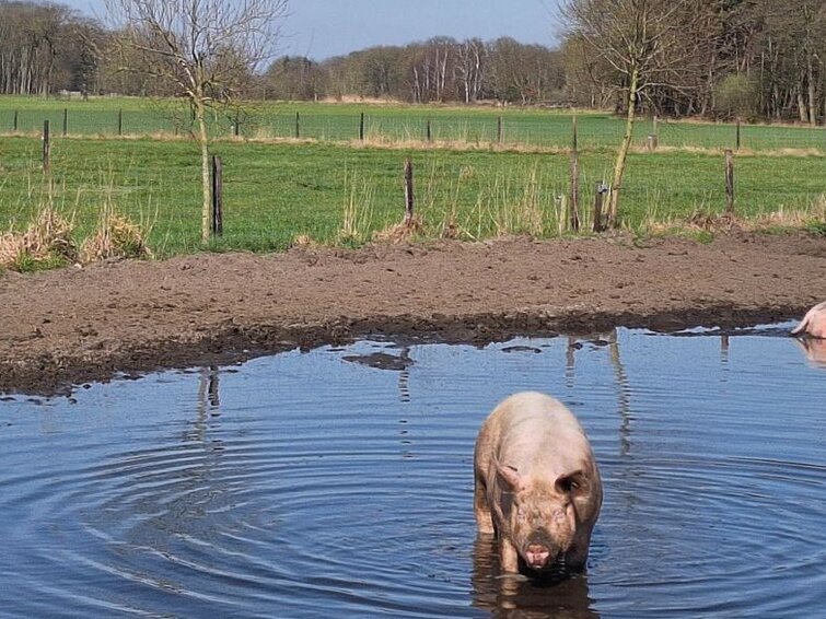 varkens in plas