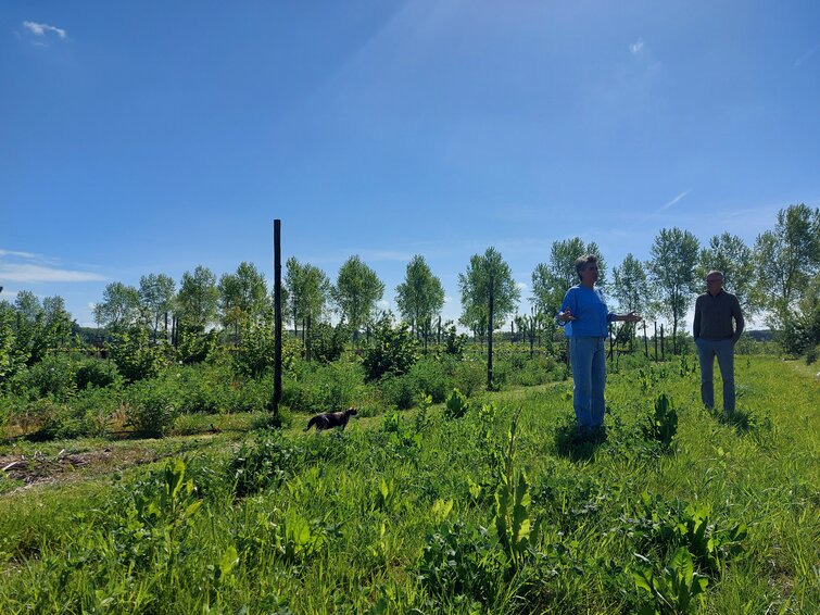 Rondleiding op agrofrestry bedrijf