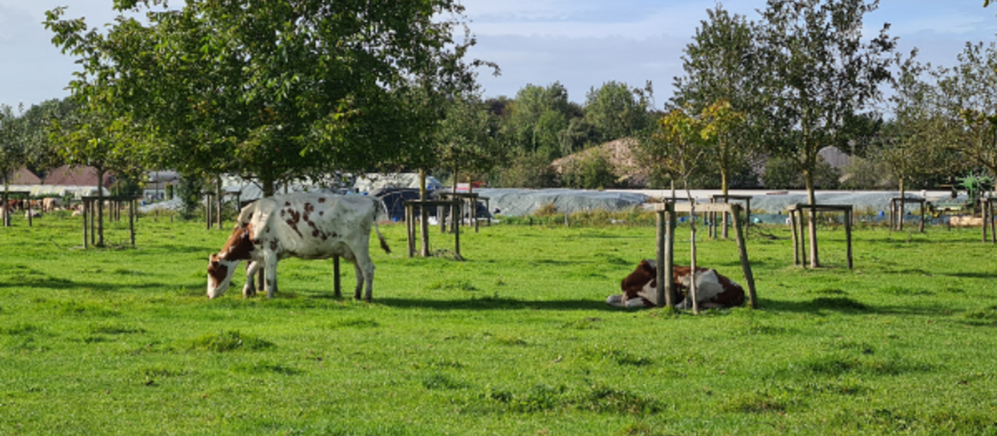 Koeien met bomen in wei