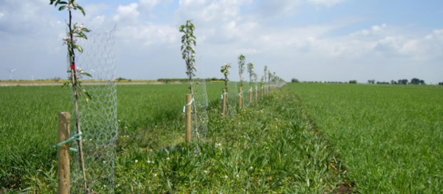 Bomen op akker