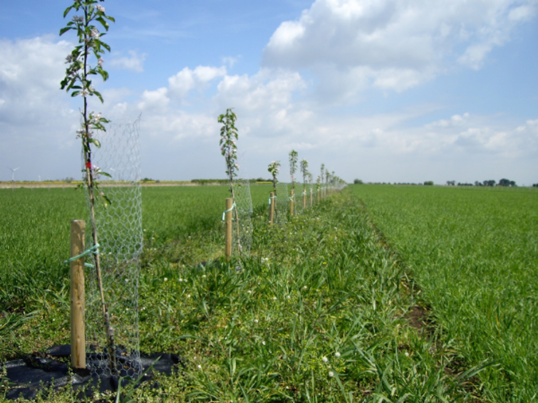 Bomen op akker