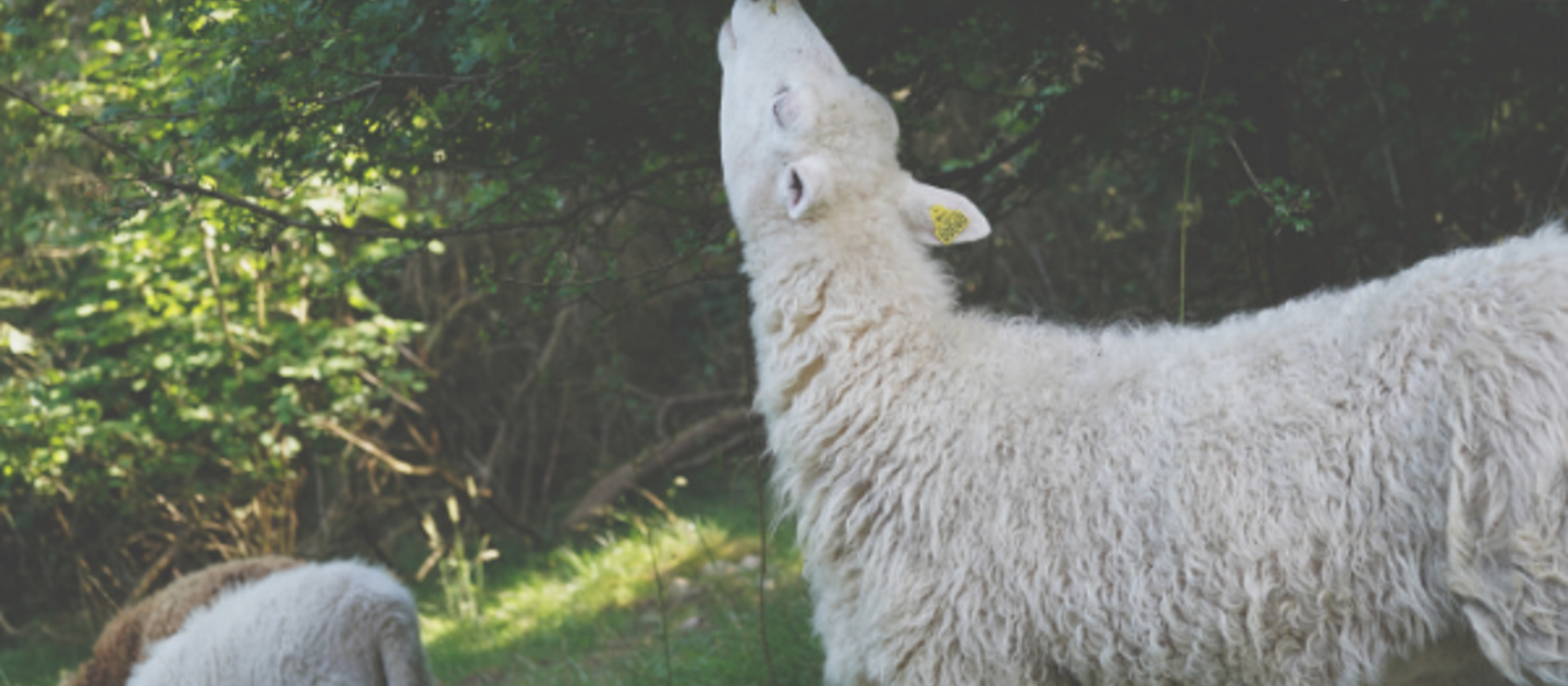 schaap eet bladeren van struik