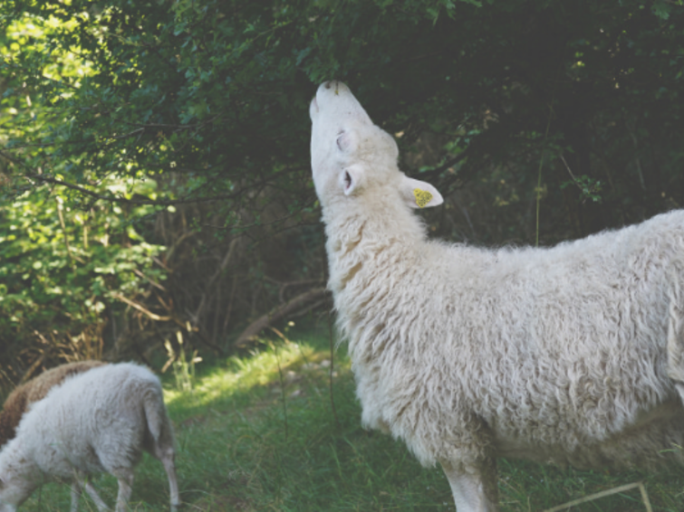 schaap eet bladeren van struik