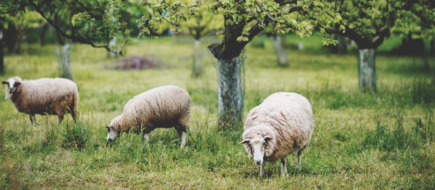 schapen grazen in een boomgaard