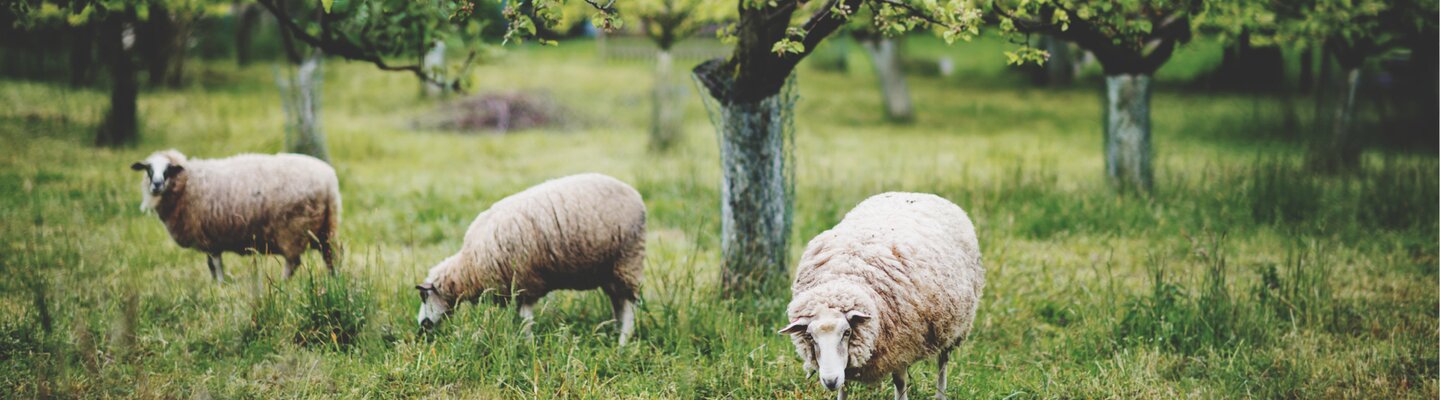 schapen grazen in een boomgaard