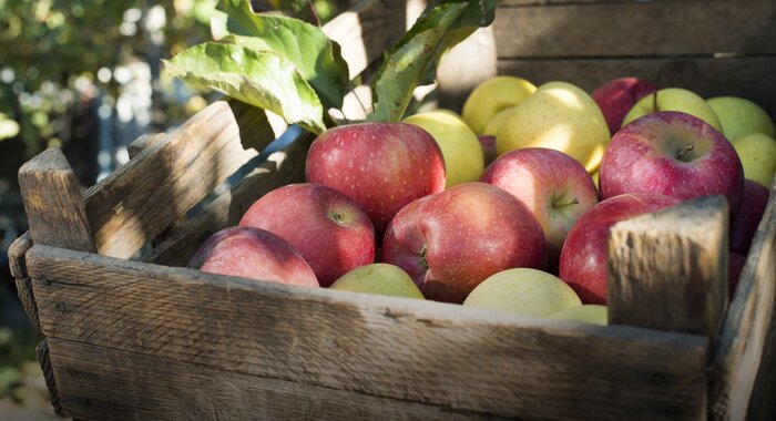 appels in een mand met bladeren