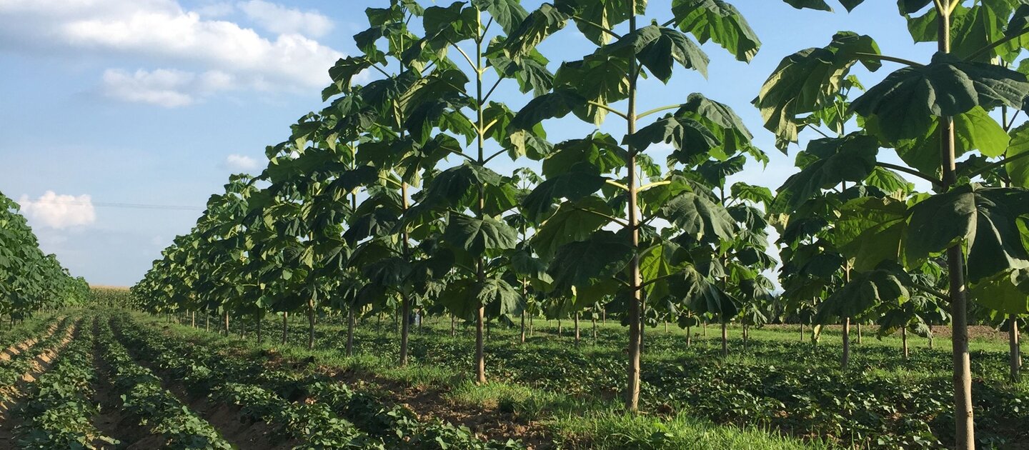 Akker met gewas in stroken afgewisseld met bomen